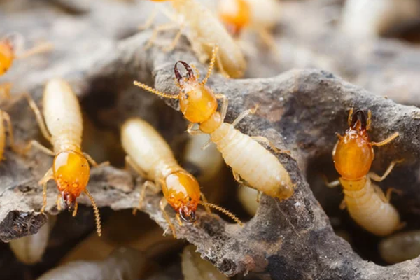 Anti-Termite Treatment